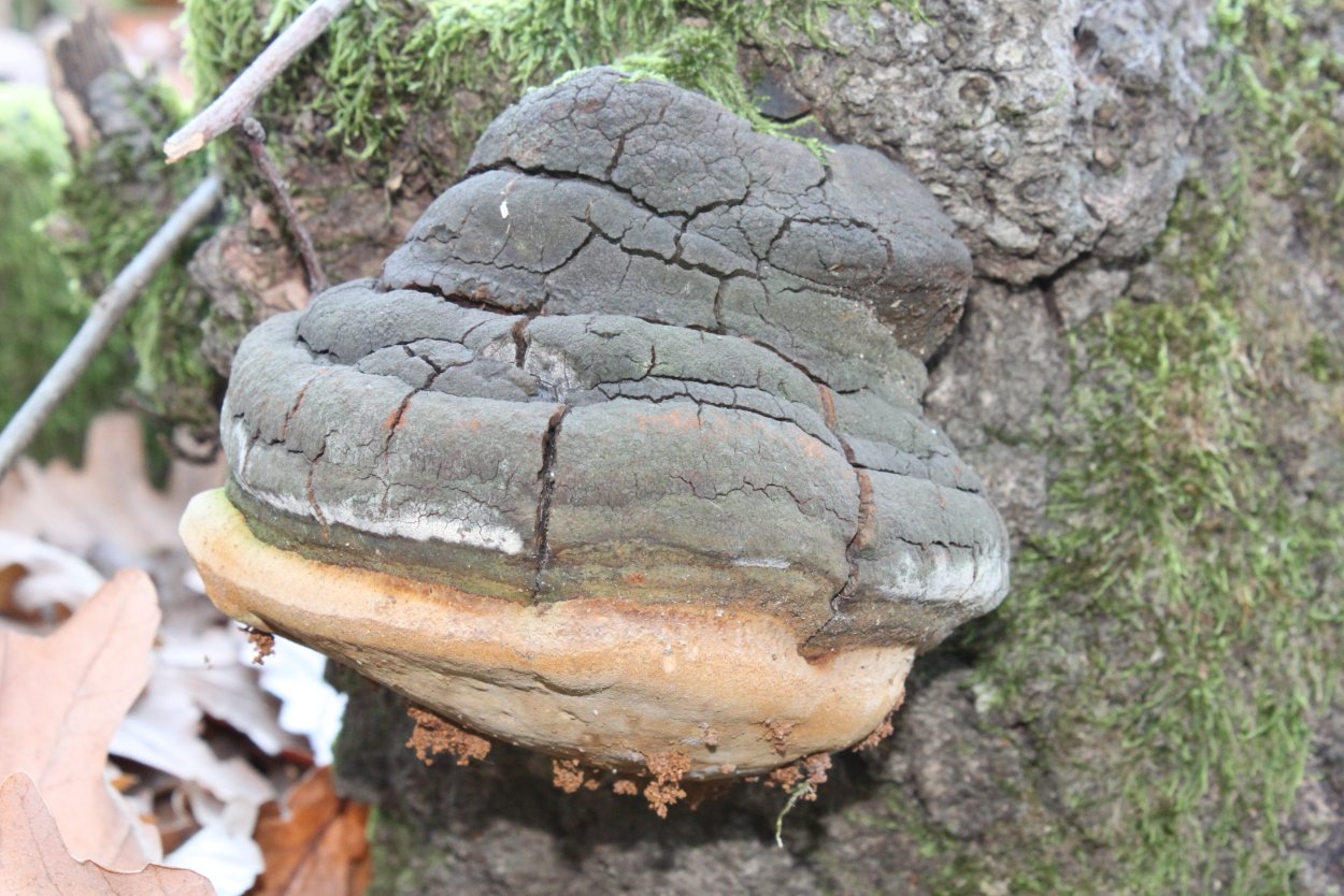 Гриб fomes fomentarius