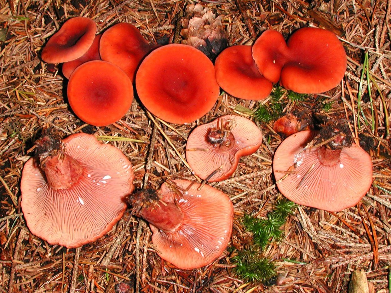 Lactarius rubidus