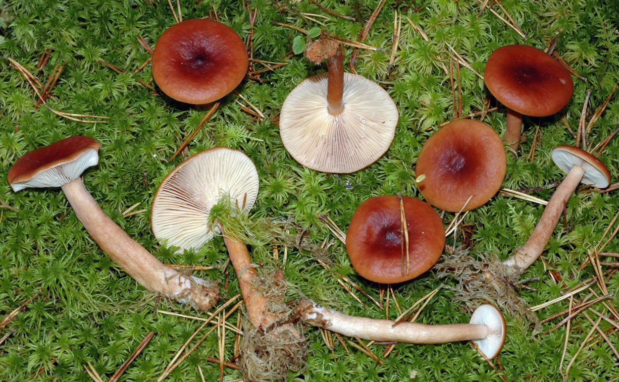 Краснушка (Lactarius subdulcis).