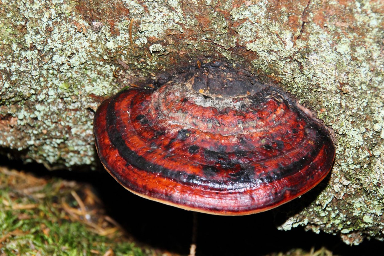 Трутовик лакированный Ganoderma lucidum