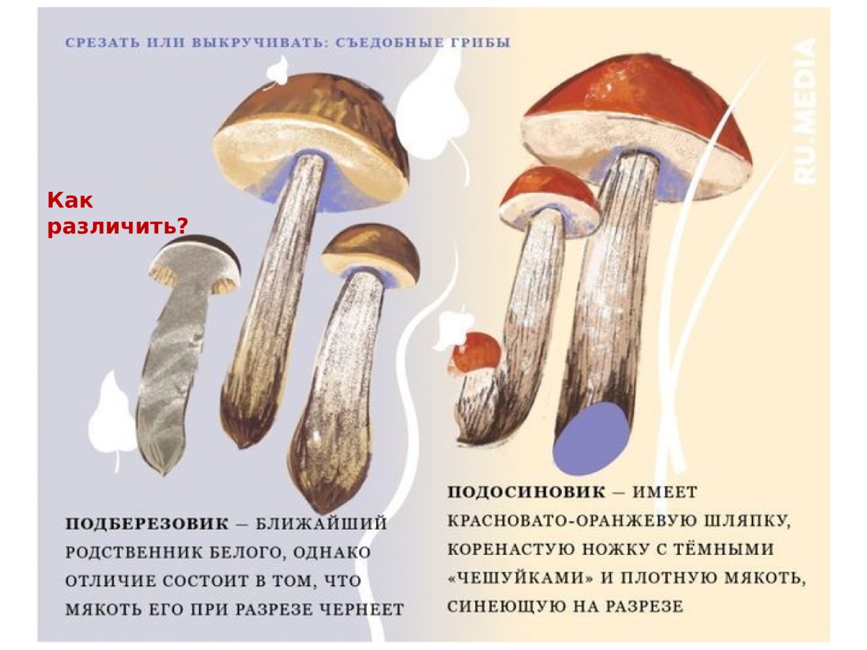 Ложный ложный подберёзовик