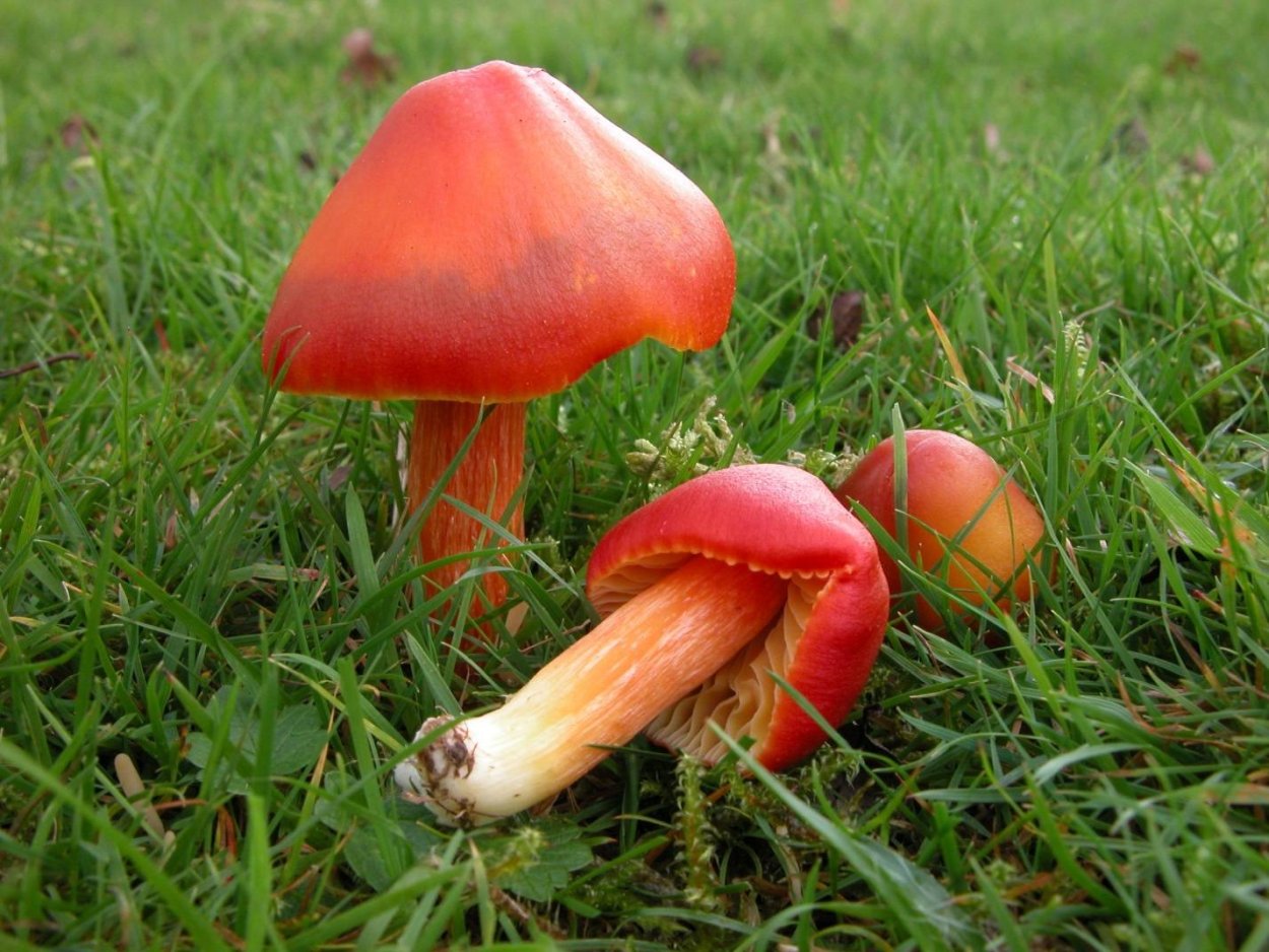 Hygrocybe psittacina