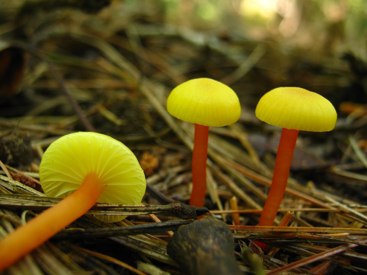 Гигроцибе пёстрая (Hygrocybe psittacina)