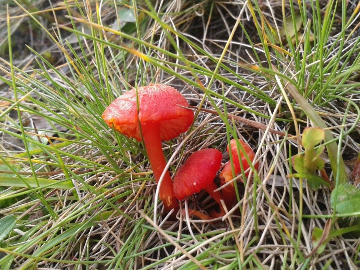 Hygrocybe coccinea