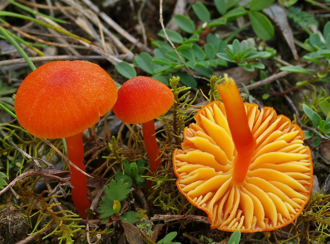 Hygrocybe persistens