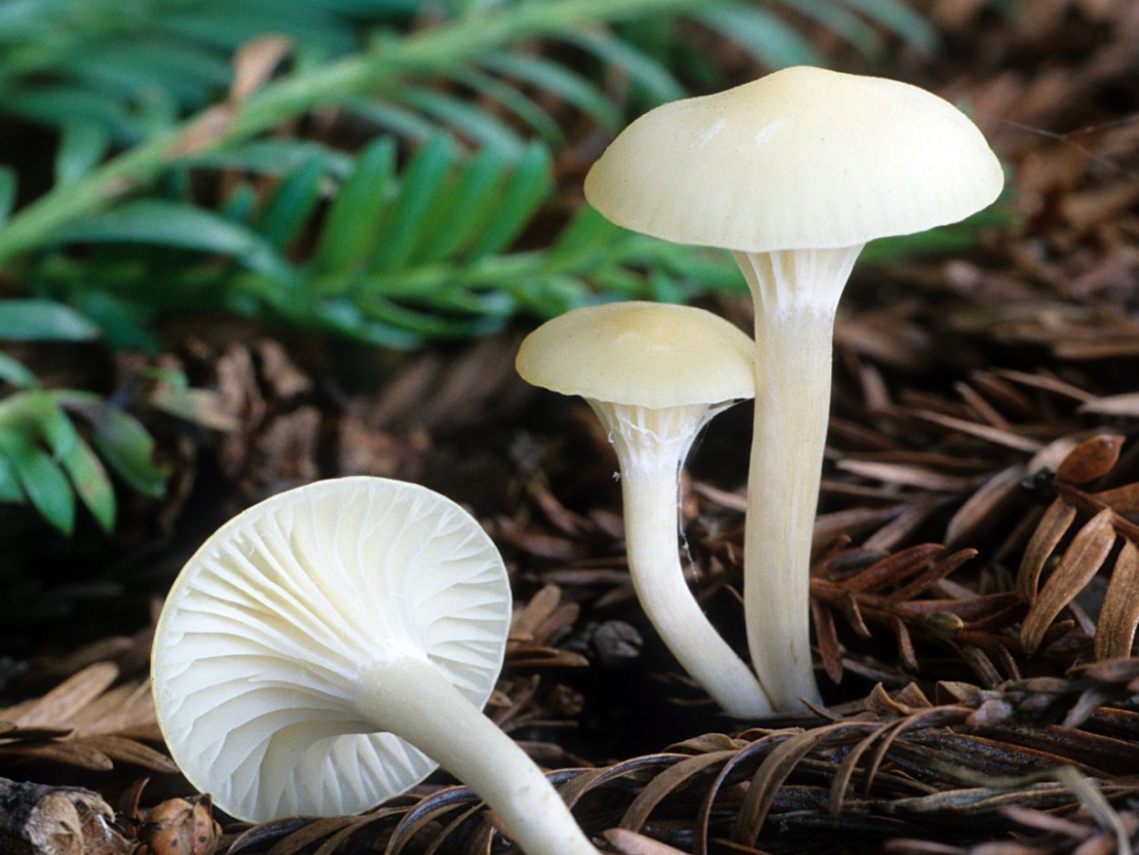 Гигроцибе киноварно-красная (Hygrocybe miniata)