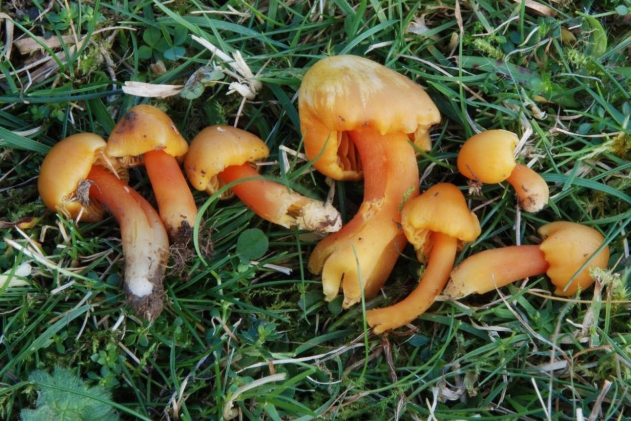 Hygrocybe miniata