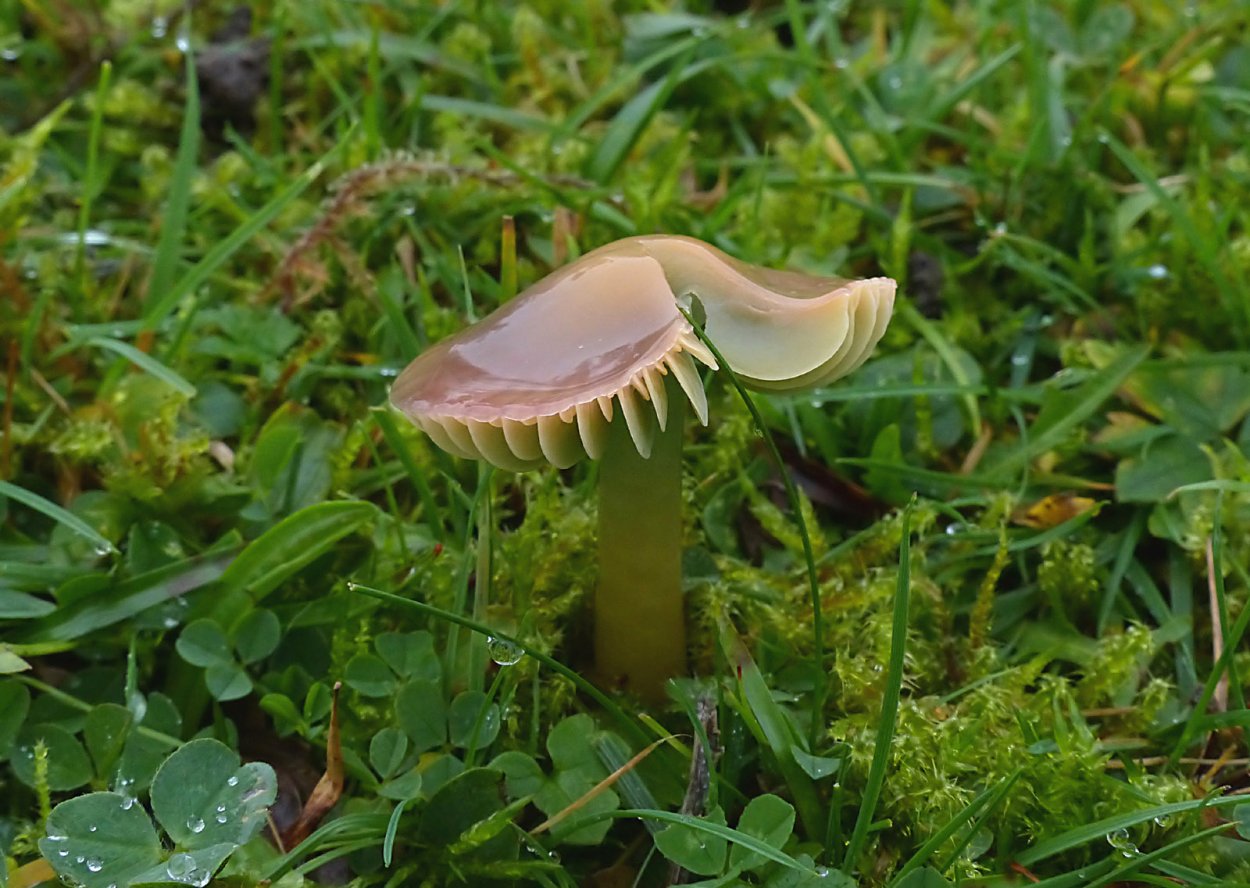 Hygrocybe psittacina