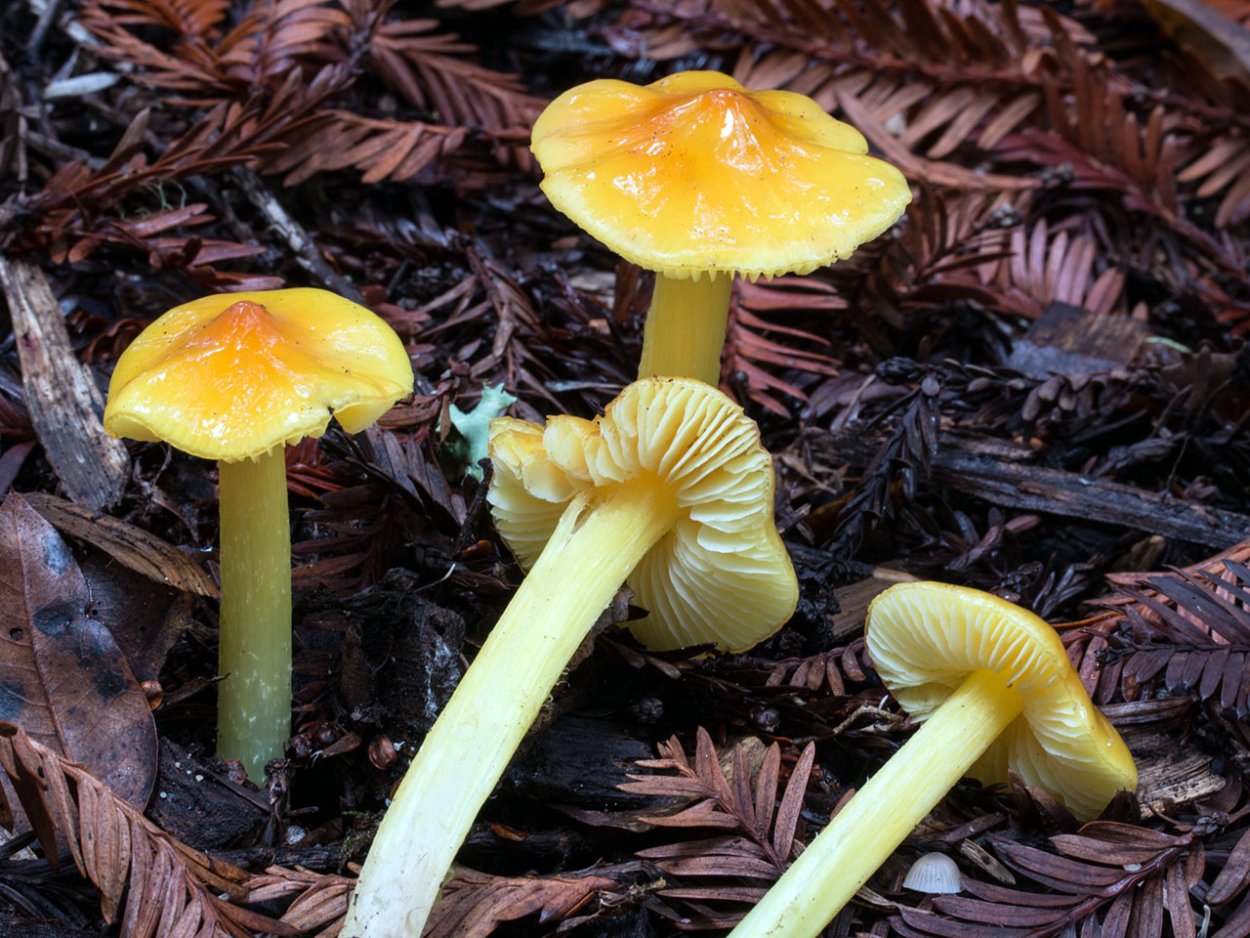 Hygrocybe psittacina
