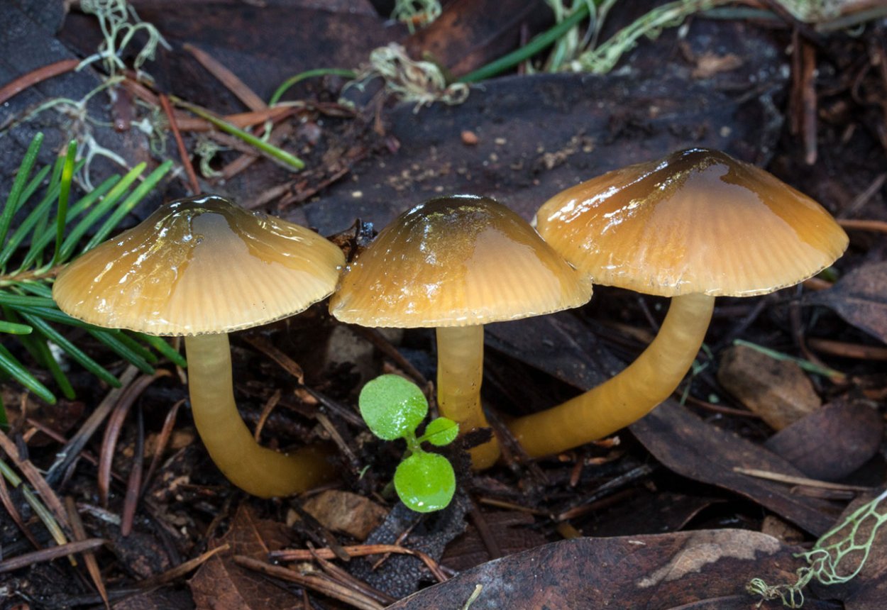 Hygrocybe psittacina