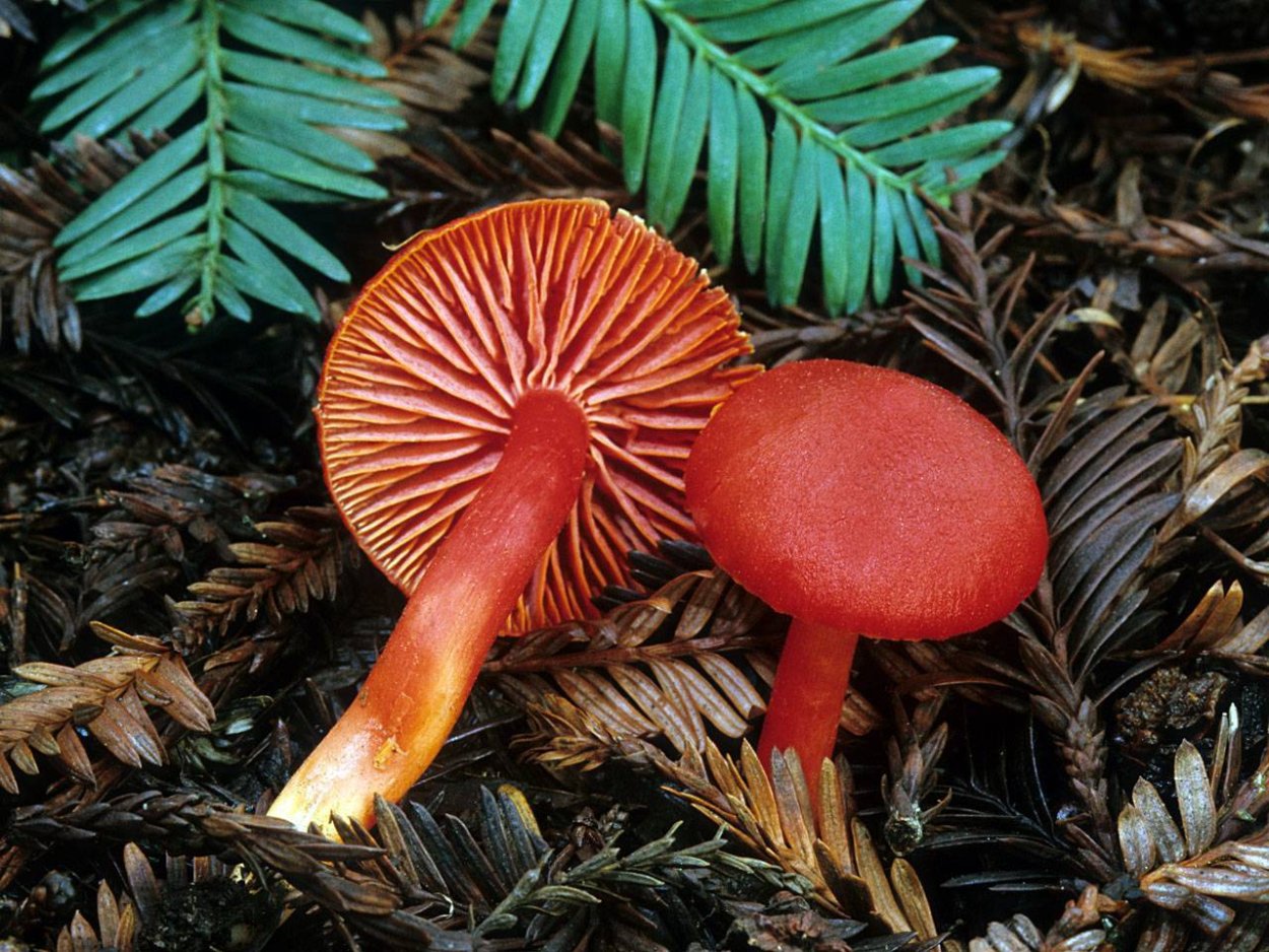 Hygrocybe phaeococcinea