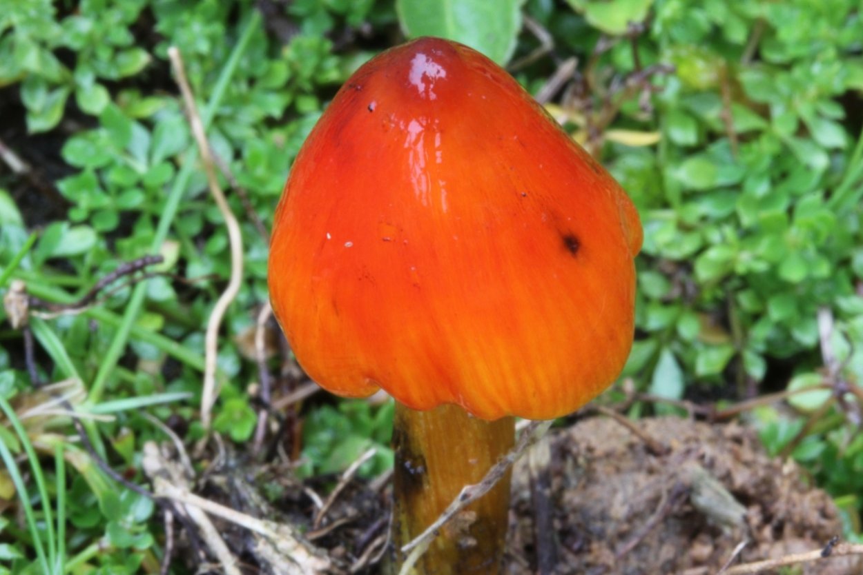 Гигроцибе коническая (Hygrocybe conica)
