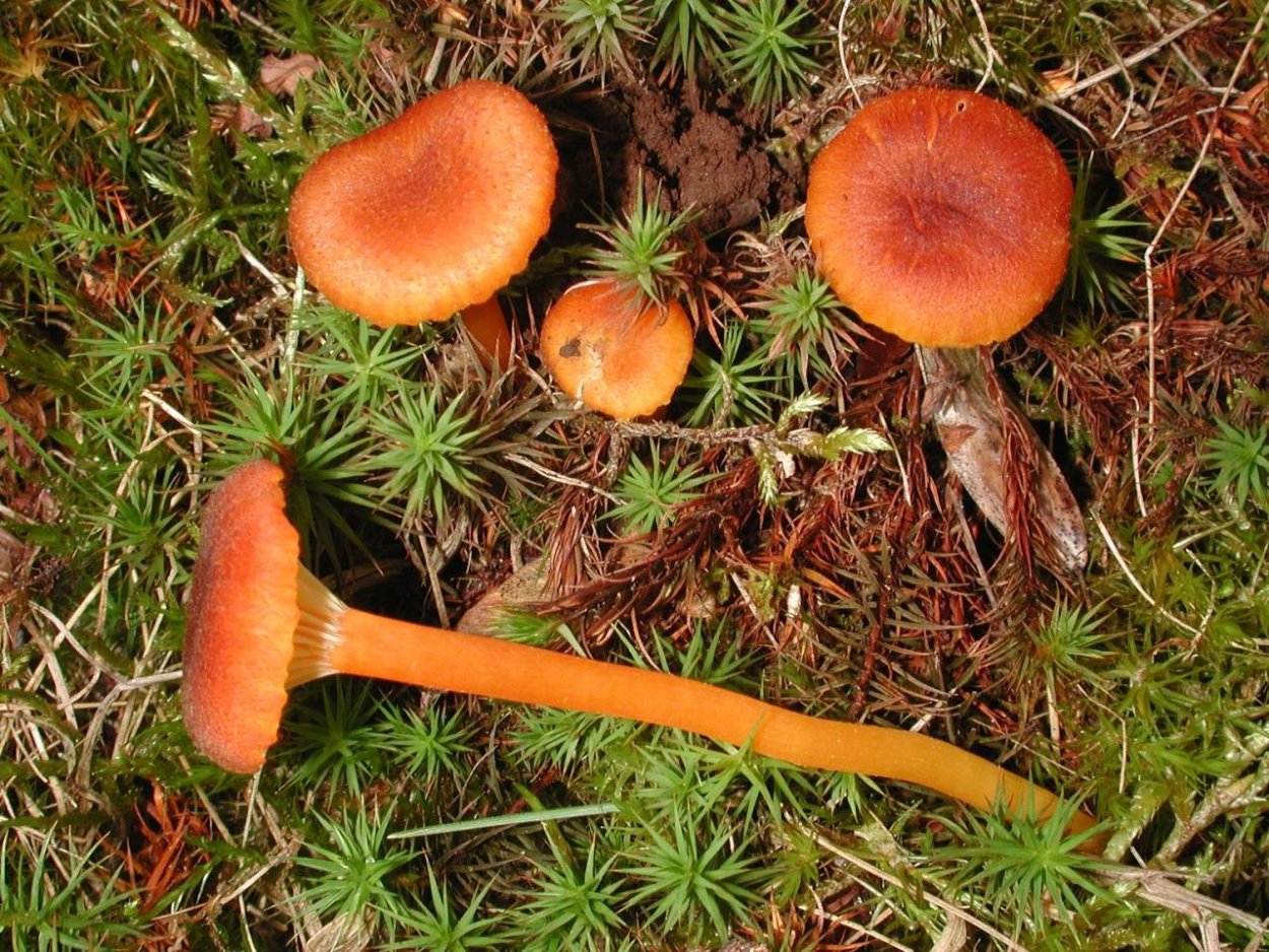 Гигроцибе (Hygrocybe)