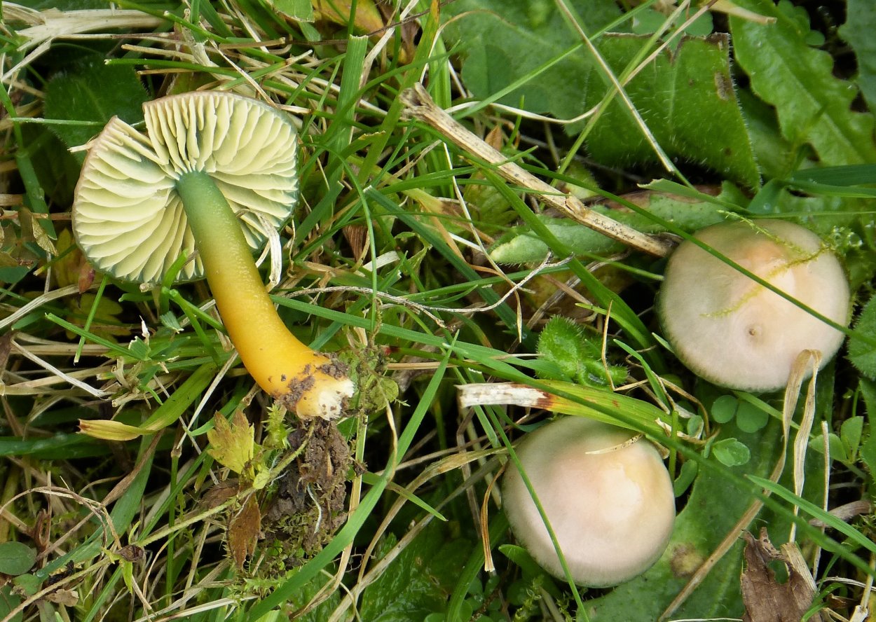 Ирочка Hygrocybe сестру