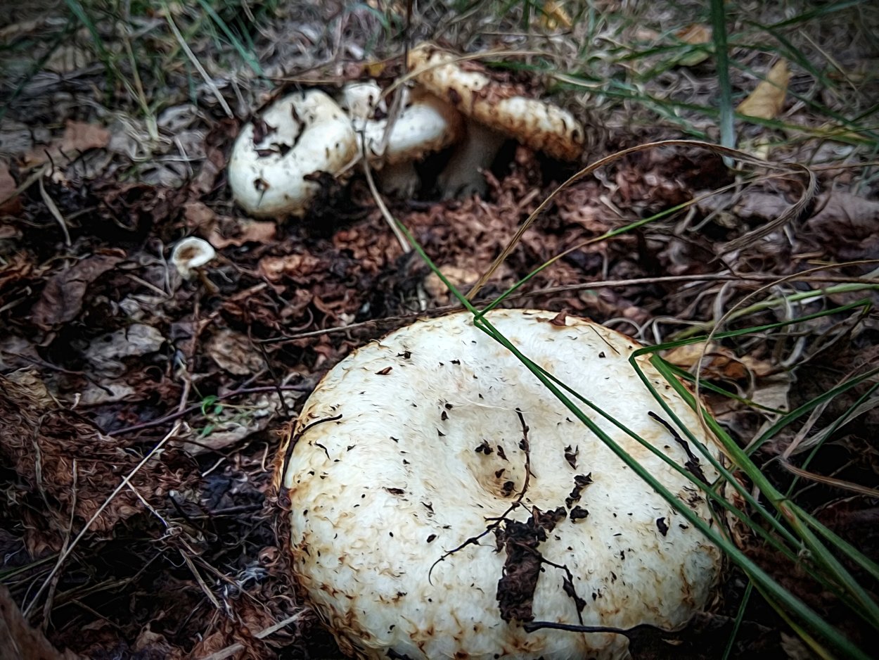 Скрипица (сухой груздь)