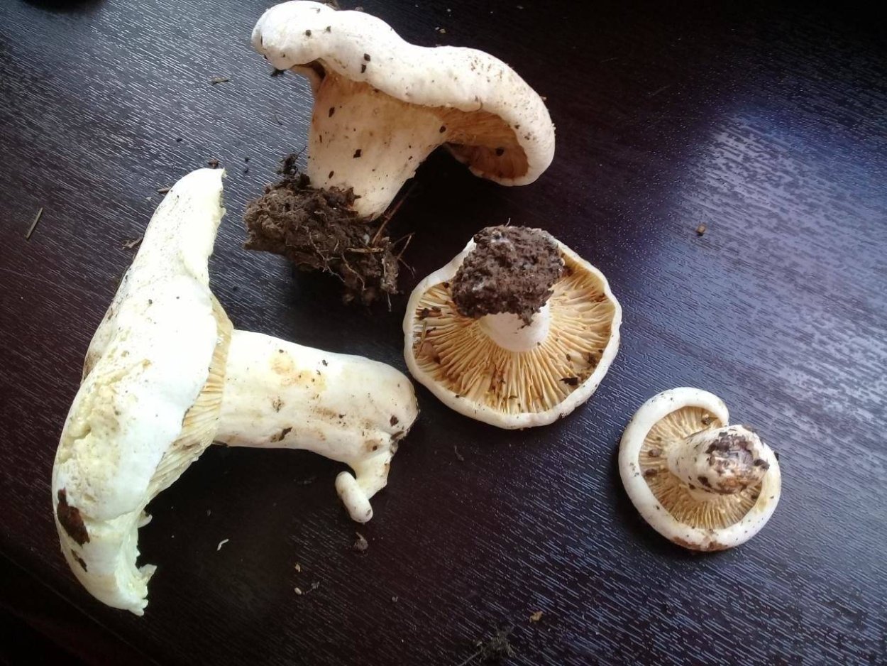 Грибы в Африке съедобные фото