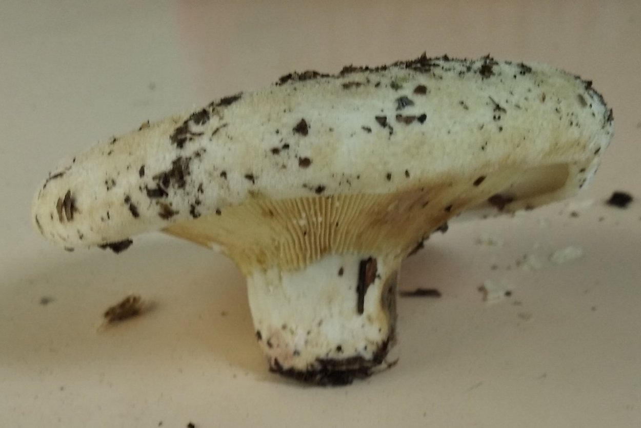 Подгруздок белый