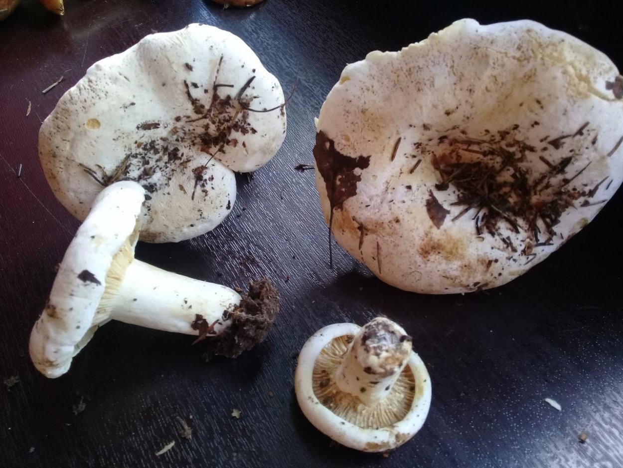 Груздь осиновый Тополевый