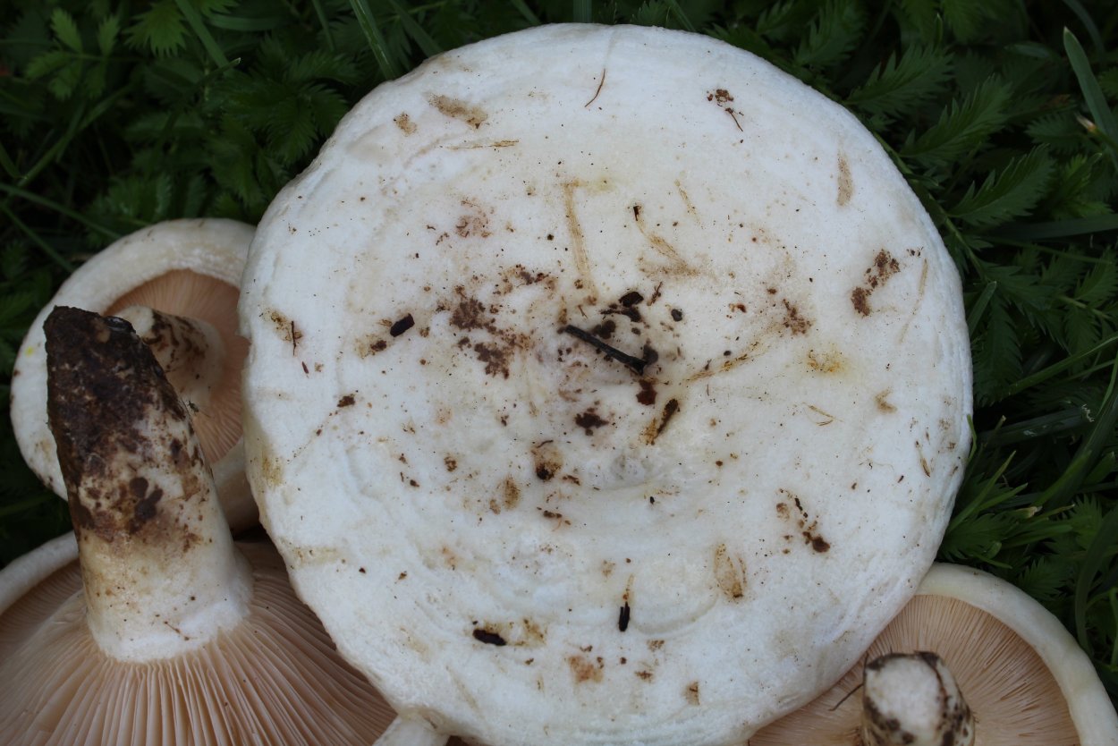 Скрипица подгруздок