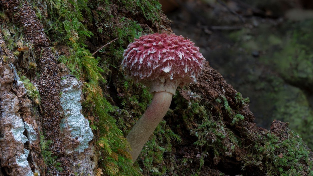 Davus fasciatus гриб
