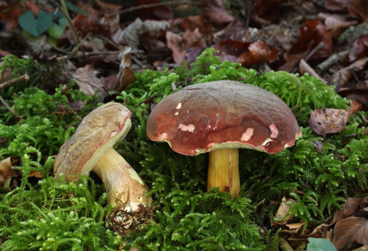 Моховик зеленый Xerocomus subtomentosus