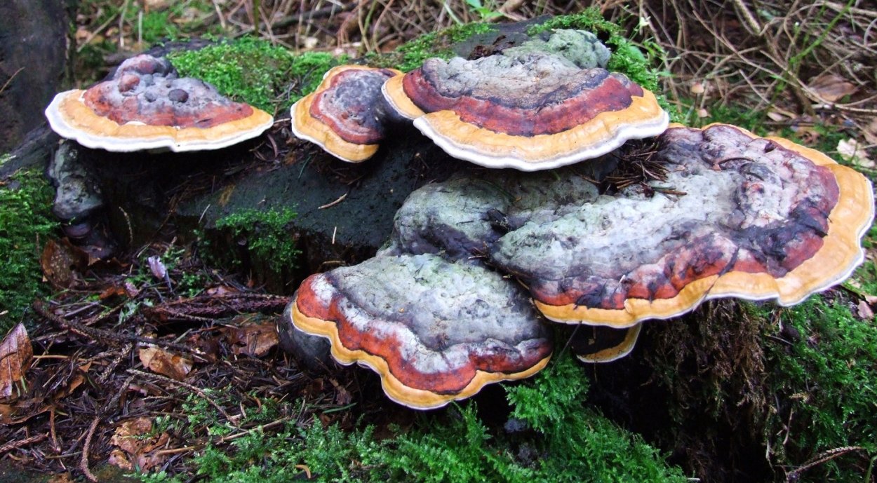 Trametes versicolor