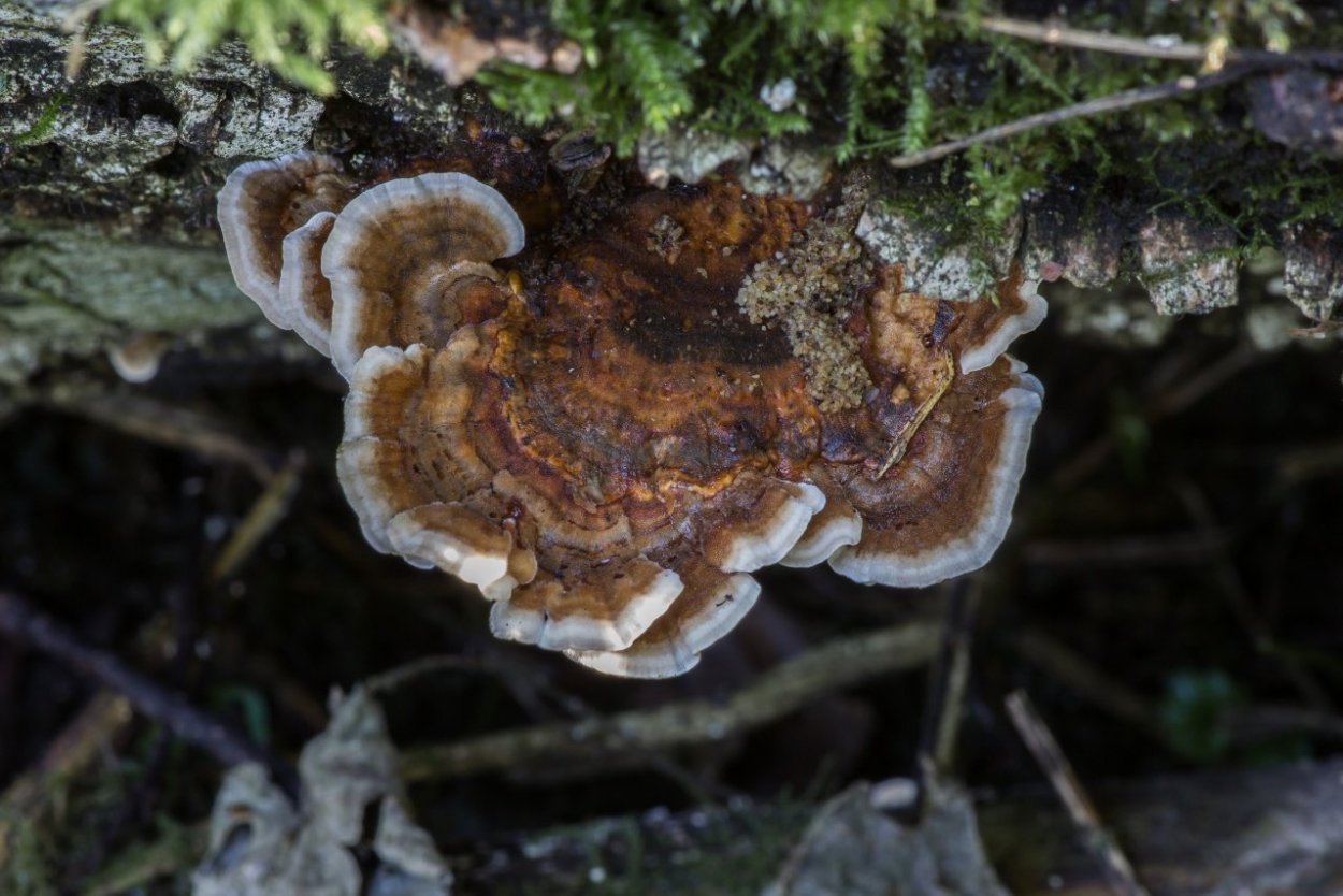 Трутовик Траметес разноцветный trametes versicolor