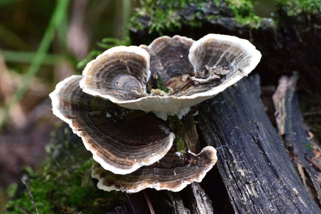 Trametes odorata