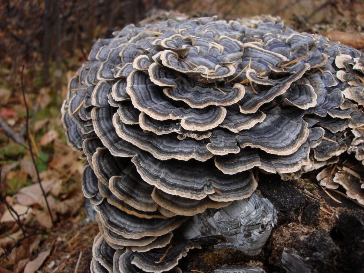 Траметес разноцветный (trametes versicolor)