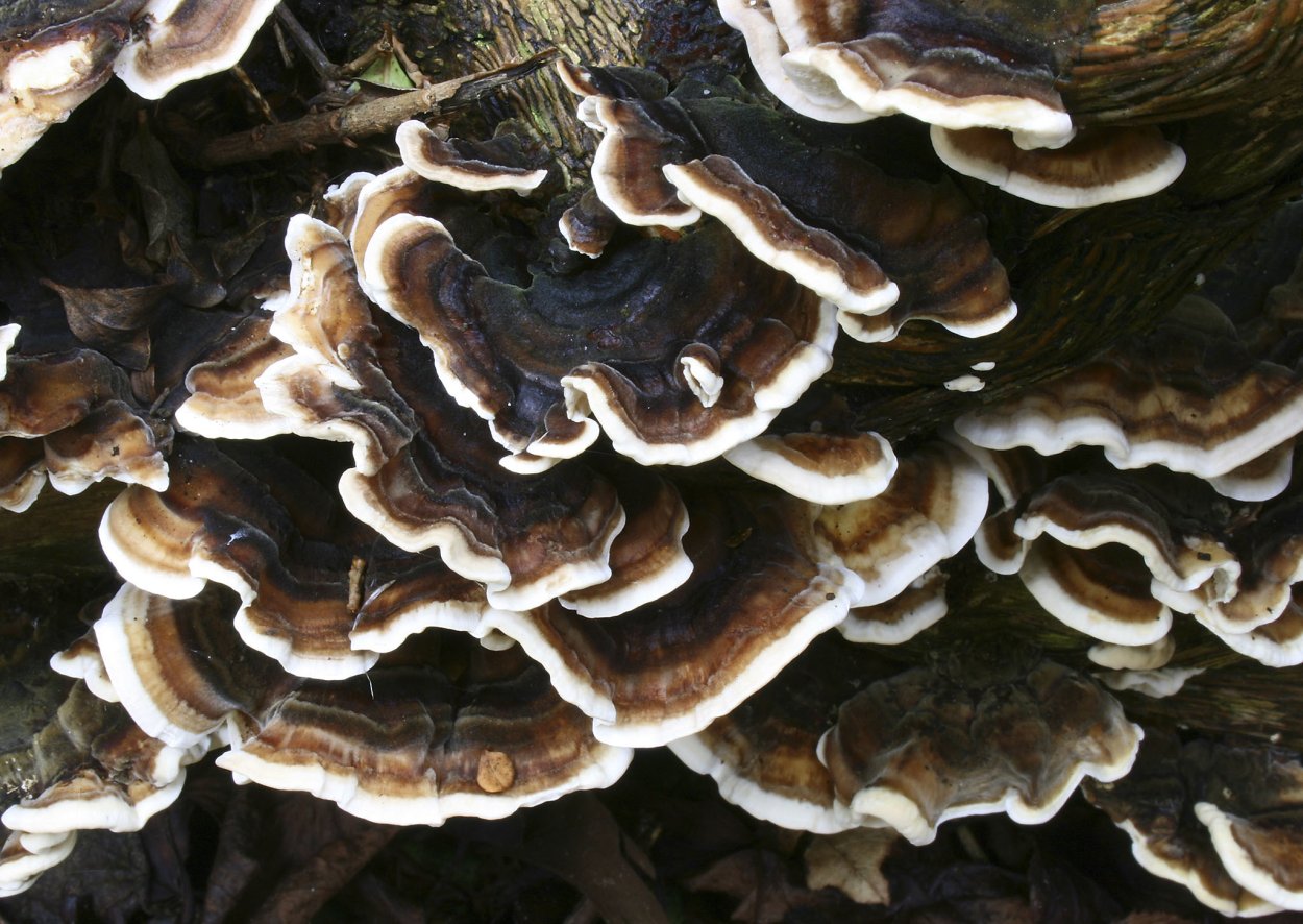 Trametes versicolor