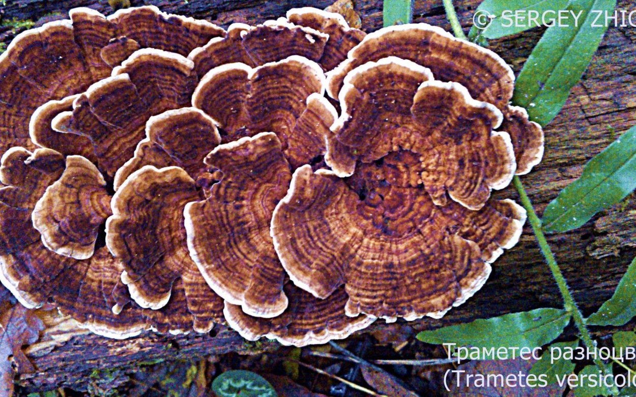 Turkey Tail Mushroom PNG