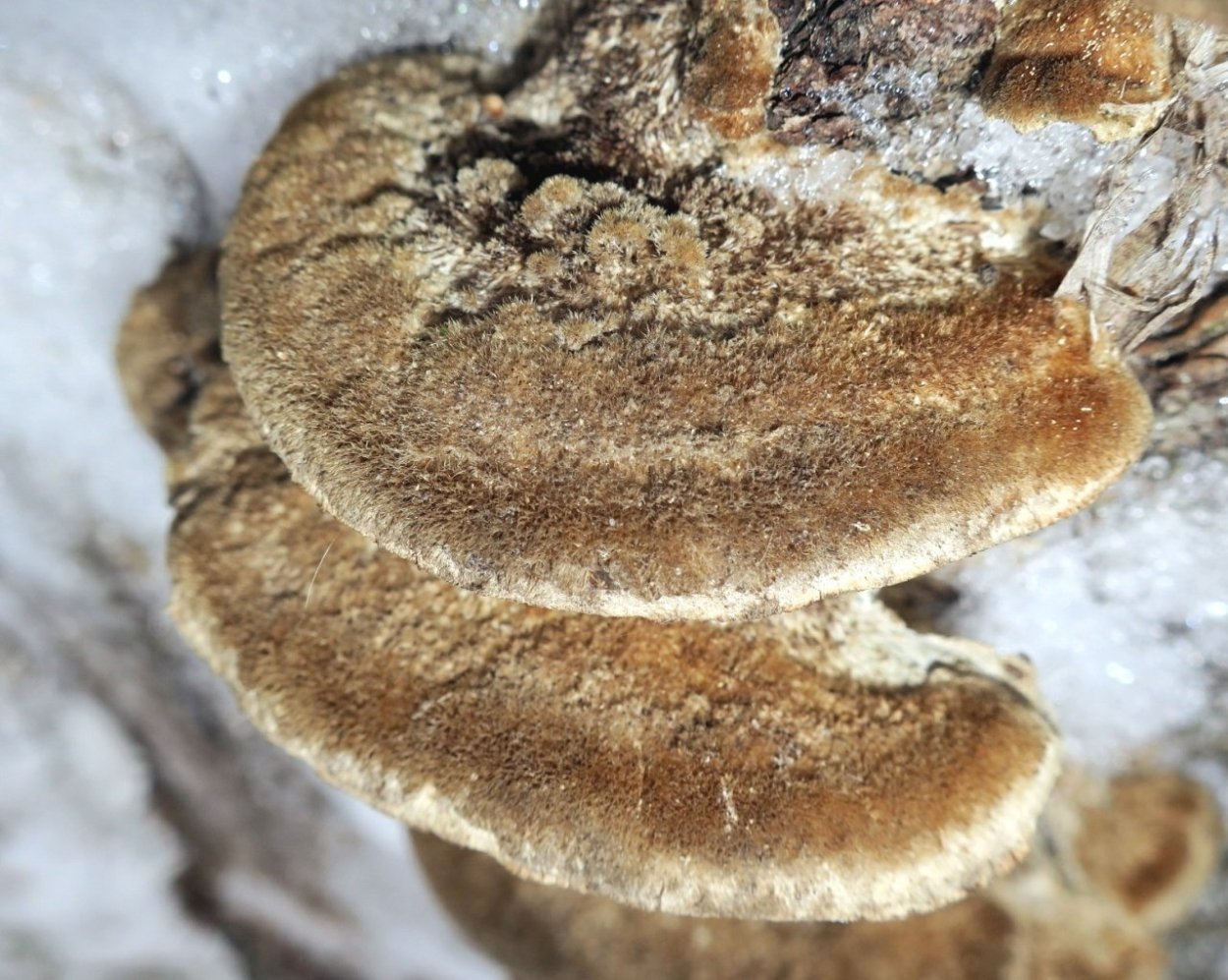 Лакированный трутовик Сибирь