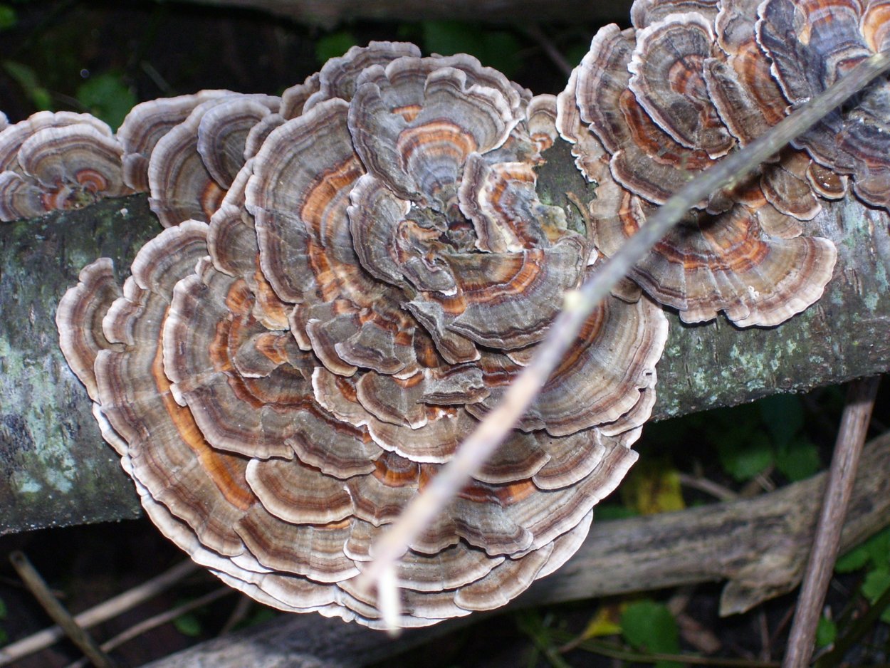 Траметес разноцветный (trametes versicolor)