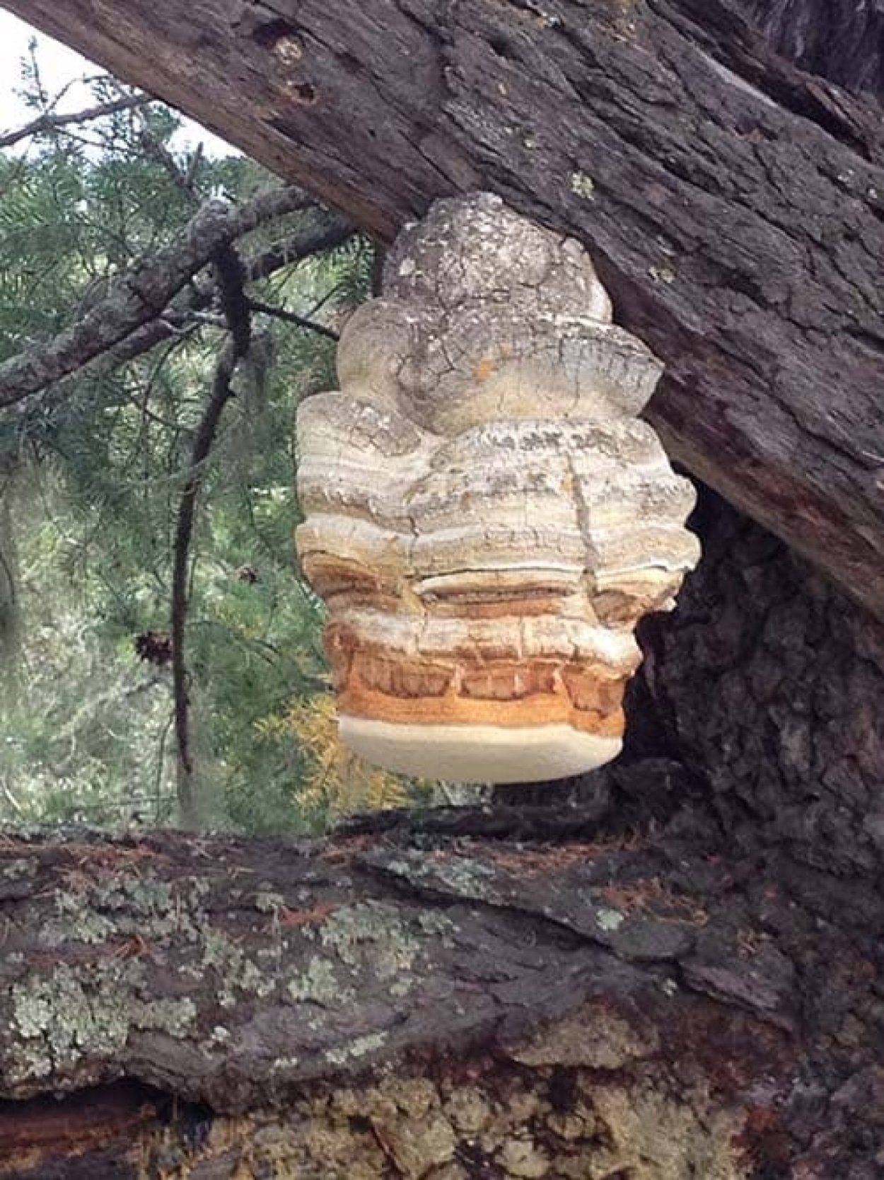 Documentary - the Magic of Mushrooms