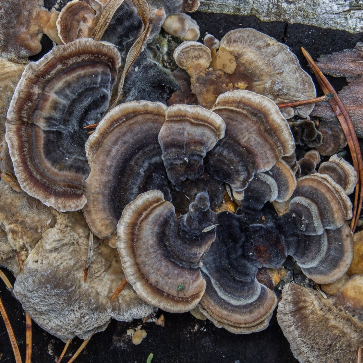 Trametes odorata