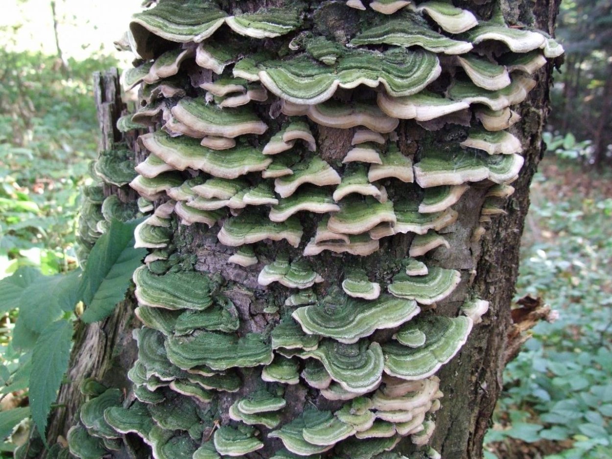 Трутовик обыкновенный fomes fomentarius