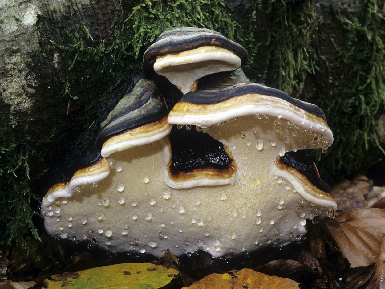 Трутовик Траметес разноцветный trametes versicolor
