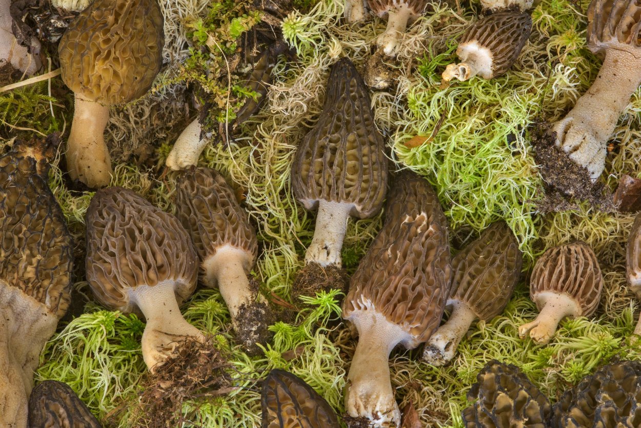 Фото Morchella grisea-gigantea