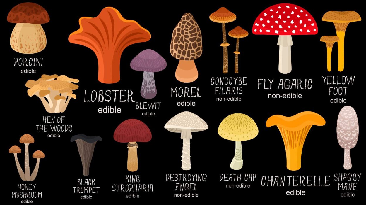 Mushrooms названия английский