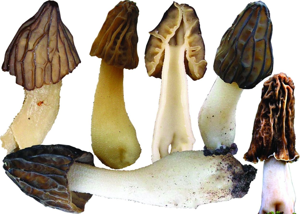 Сморчок - Morchella semilibera