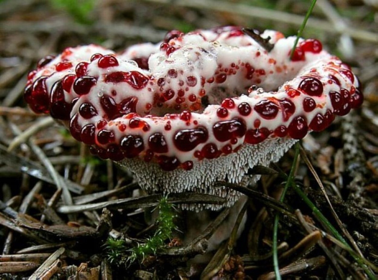 Аманита Мускария шаман