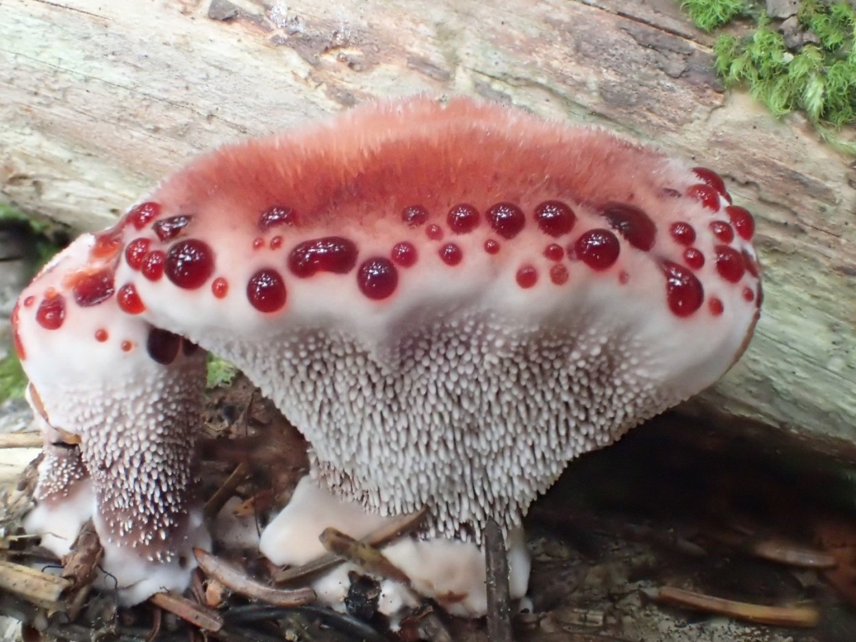 Atheta fungi