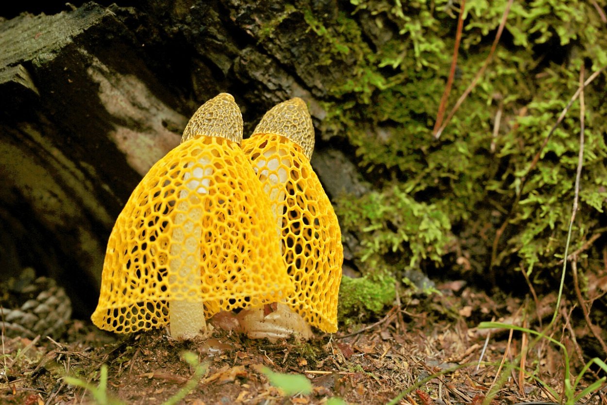 Hemitrichia calyculata
