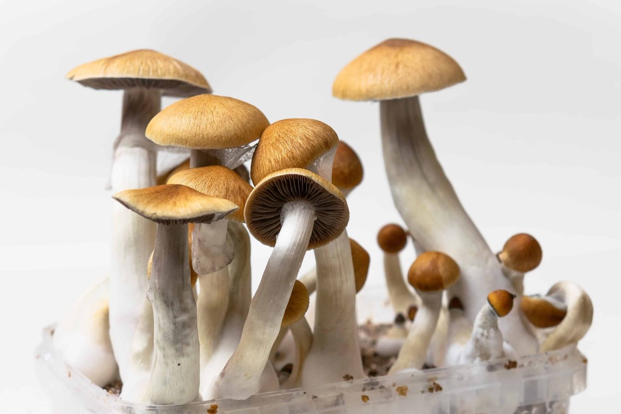 Гипокрейные грибы