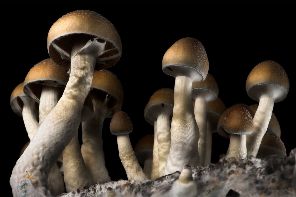 Cordyceps ophioglossoides