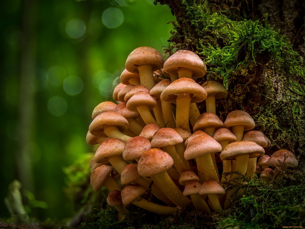 Траметес разноцветный (trametes versicolor)