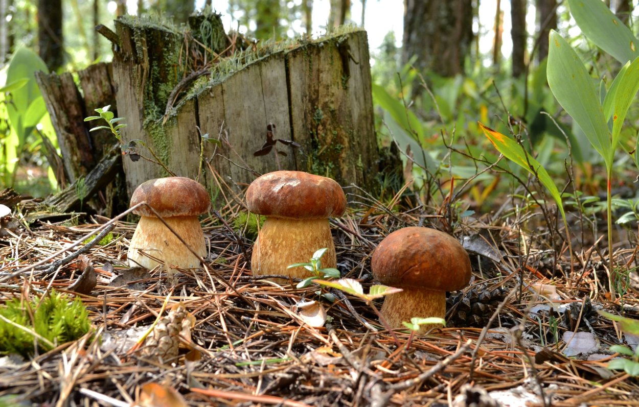 Боровик девичий (Boletus appendiculatus)