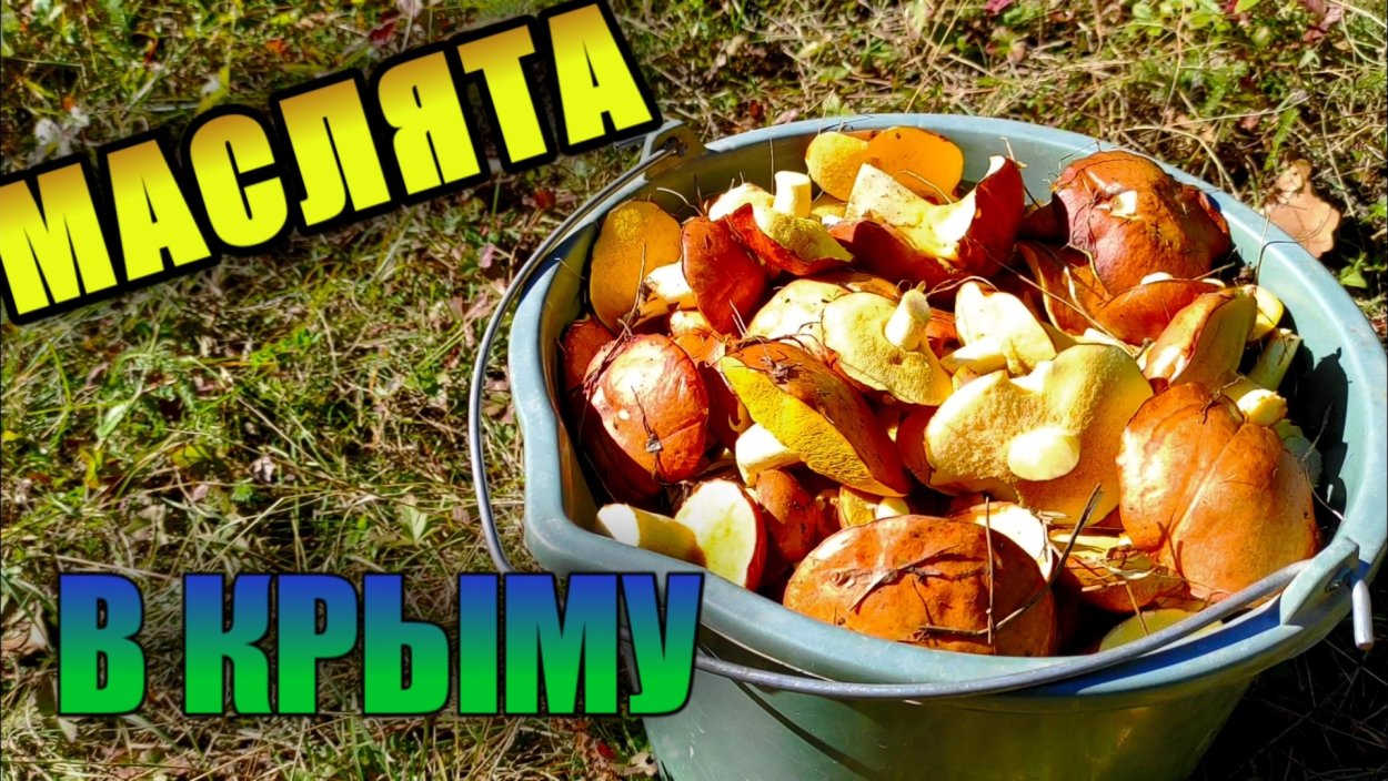 Маслята крымские ложные