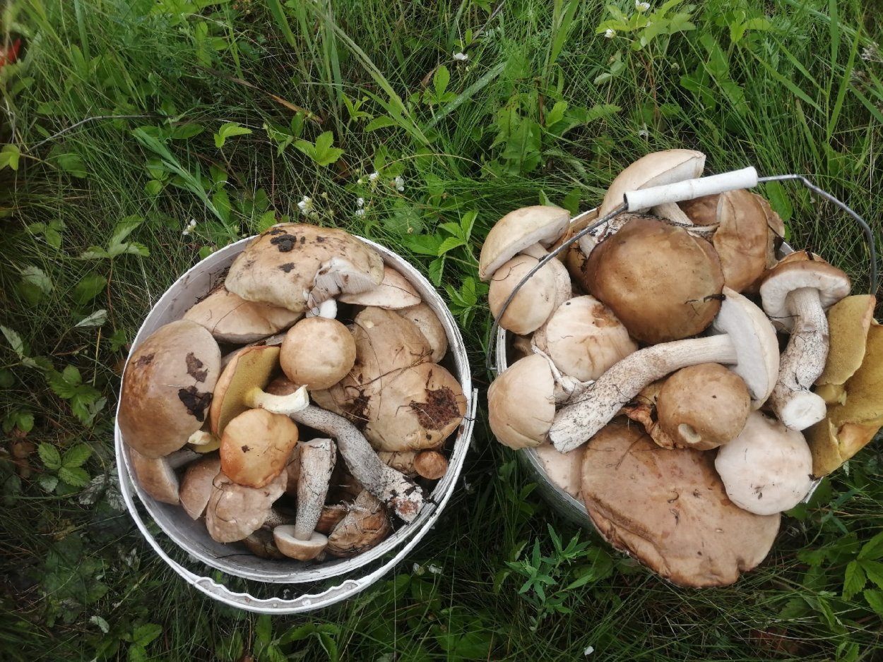 Грибы Бузулукского Бора