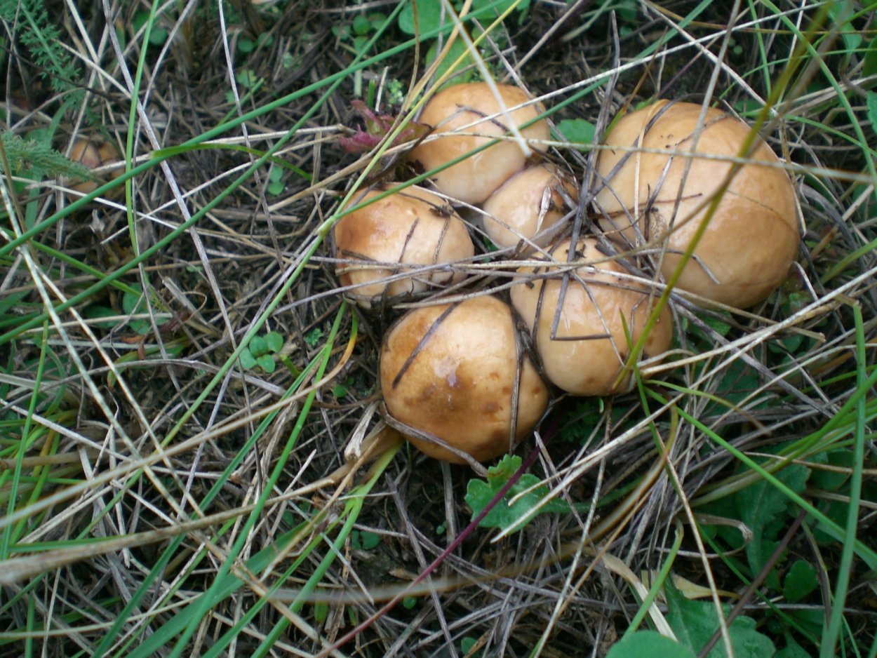Маслята крымские грибы